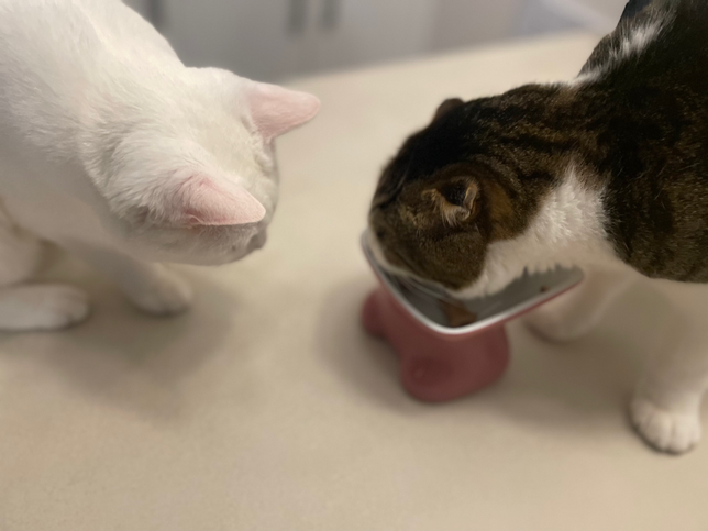 식탐 강한 고양이 어쩌면 좋을까요?의 0번 째 이미지