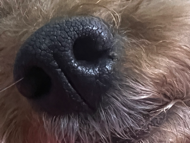 강아지 코 옆에 이게 뭔가요?의 0번 째 이미지