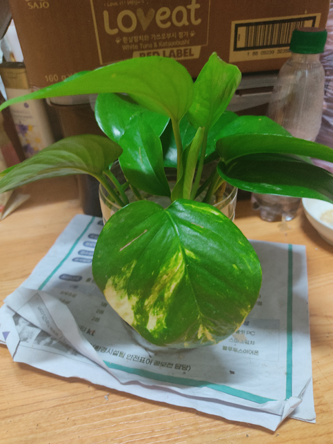 수경 스킨답서스 왜 이런걸까요?의 1번 째 이미지