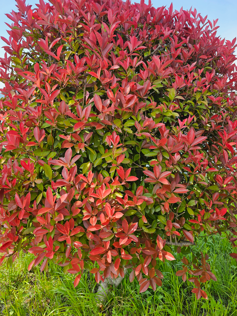 제가 올린 나무는 어떤 종류의 나무인가요??의 0번 째 이미지