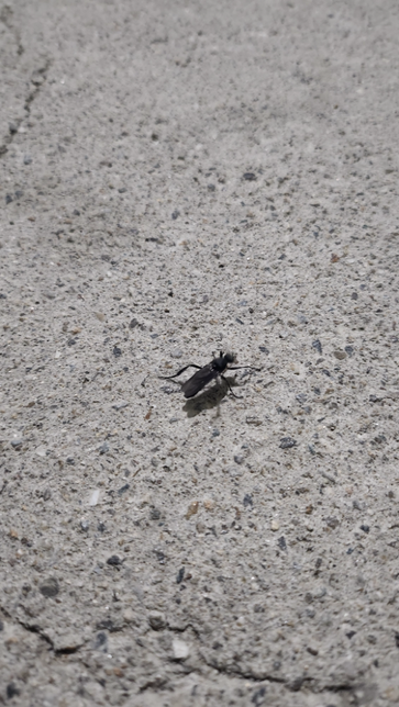 이 벌레가 많이 보이는데 무슨벌레인지 알랴주세요의 0번 째 이미지