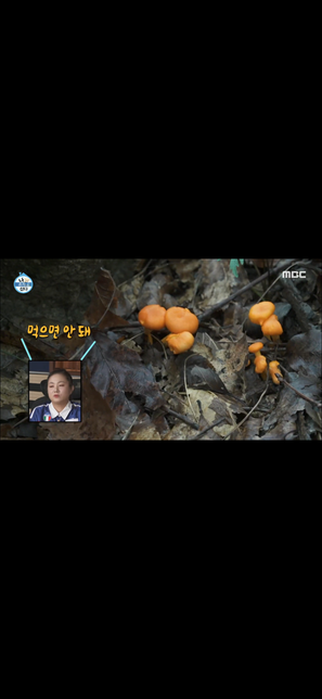 15일 나혼자 산다에 나온 버섯들 실제로 다 독버섯인가요???의 0번 째 이미지