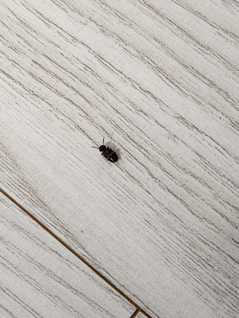 이거 무슨 벌레인가요? 사진 첨부합니다의 2번 째 이미지