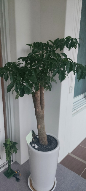 나무 종류가 어떻게 되나요? 관리법 궁금해요의 1번 째 이미지