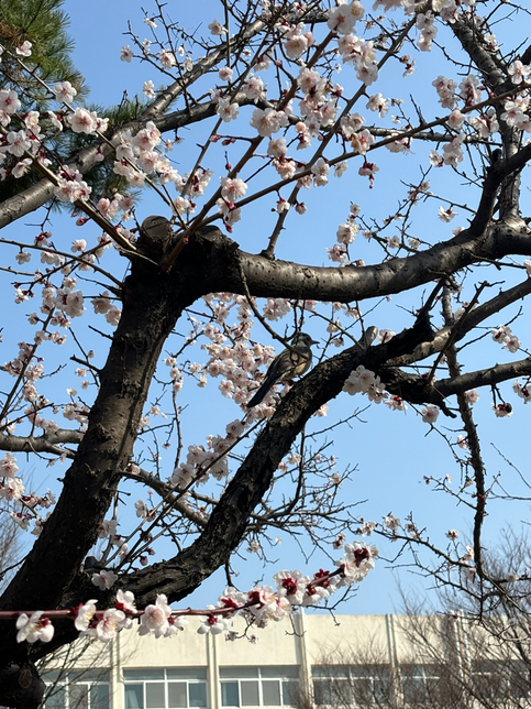 사진 속 새 이름 알 수 있을까요?의 0번 째 이미지