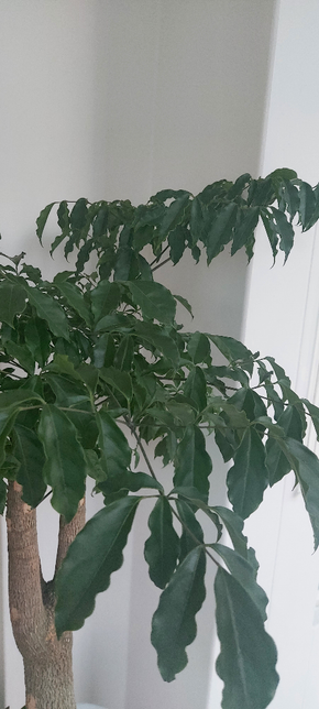 나무 종류가 어떻게 되나요? 관리법 궁금해요의 0번 째 이미지