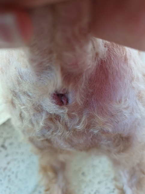 강아지 항문 사진입니다 계속 핥으려고 해서요 이상 없나요?의 0번 째 이미지