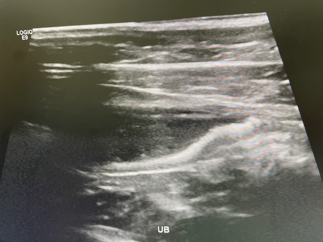 고양이가 오줌을 한번에 손톱만큼밖에 못 싸는데 왜 그렇죠?의 0번 째 이미지