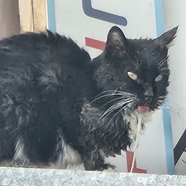 이 미친고양이는 어떤 질병에 걸려있을까요?의 0번 째 이미지