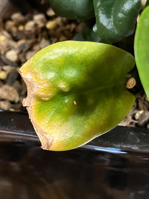 보석금전수 이렇게 생긴것도 다시 살아날까요?의 0번 째 이미지