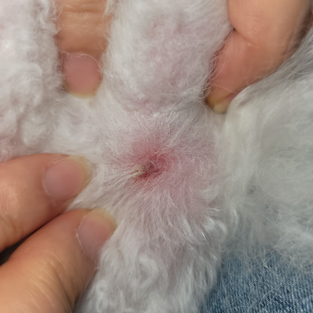 강아지 다리에 상처가 났는데 사진상으로 보면 무엇일까요?의 0번 째 이미지