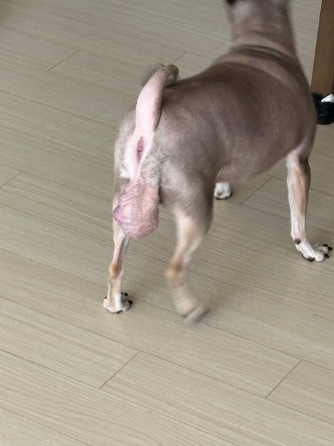 강아지 악성 항문종양 수술비용등...의 0번 째 이미지