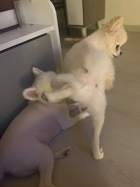 <mark>아이</mark>가 왜 자꾸 <mark>다리</mark>를 들까요???의 0번 째 이미지