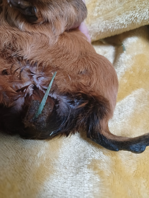 기니피그 심한 설사가 나와요(심각해요)의 1번 째 이미지