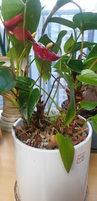 안시리움 대가 3개인데 다른 화분으로 나누어 심어야될까요 그냥 두어도 무난할까요의 2번 째 이미지