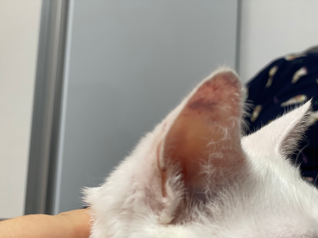고양이 귀 진드기인지 한번 봐주세요!의 1번 째 이미지