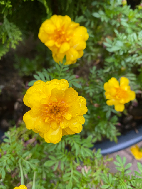 어느순간 갑자기 집 안에 각종 벌레들이 많이 보이는데 이유가 뭘까요?의 0번 째 이미지