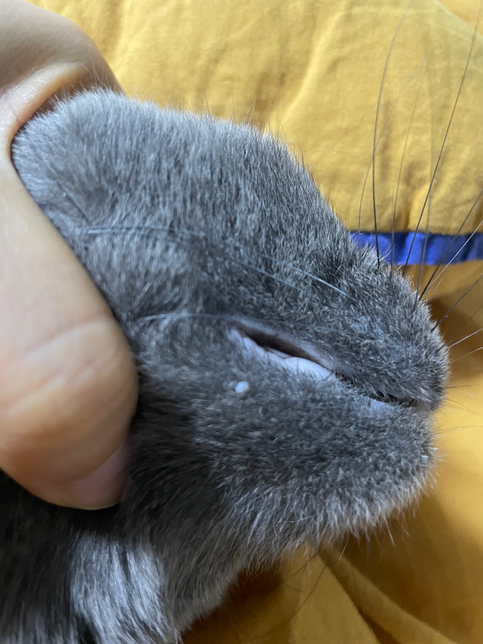고양이 턱에 하얀 쥐젖같은게 보여요의 0번 째 이미지