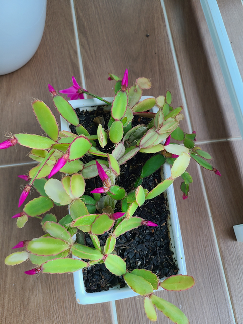 선인장에 꽃이 피었는데 이름이 무엇인가요?의 0번 째 이미지