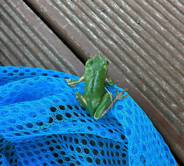 조카가 청개구리를 잡았는데요 저는 생명을 존중하는 마음을 갖길바라는데 조카가 방생하기싫어해요 ㅠ.ㅠ 어떻게 설득해야할까요?의 0번 째 이미지