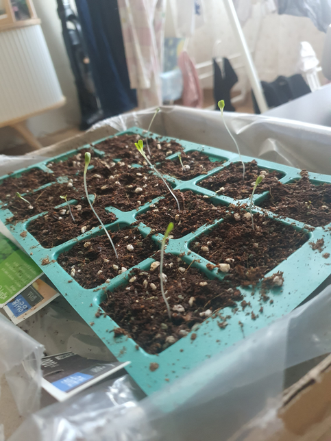 상추 씨앗을 키우는중인데 언제쯤 옮겨심나요?의 0번 째 이미지