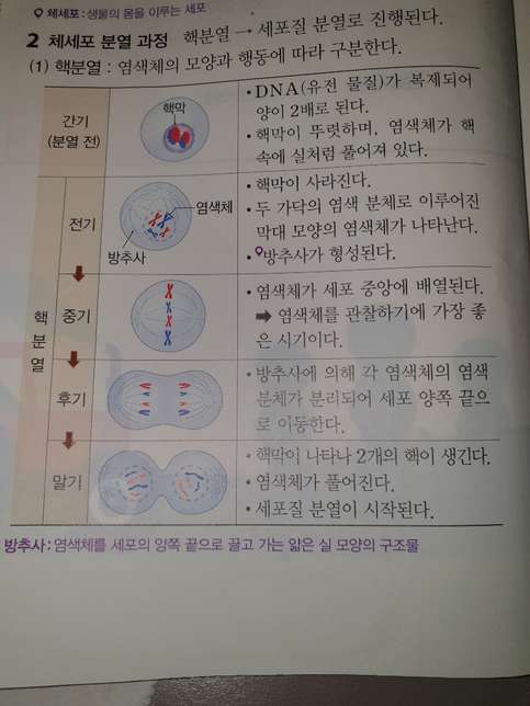 핵분열단계의 말기에서 <mark>염색체</mark>가 풀어지는데 그림을 보면 <mark>염색</mark>분체가 풀어지는거 아닌가요?의 0번 째 이미지