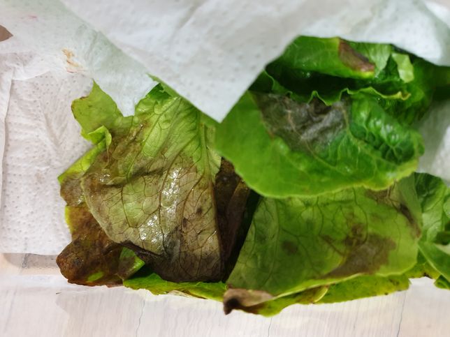 로메인(상추)가 검은색으로 변색된 거 먹으면 안되나요???의 0번 째 이미지