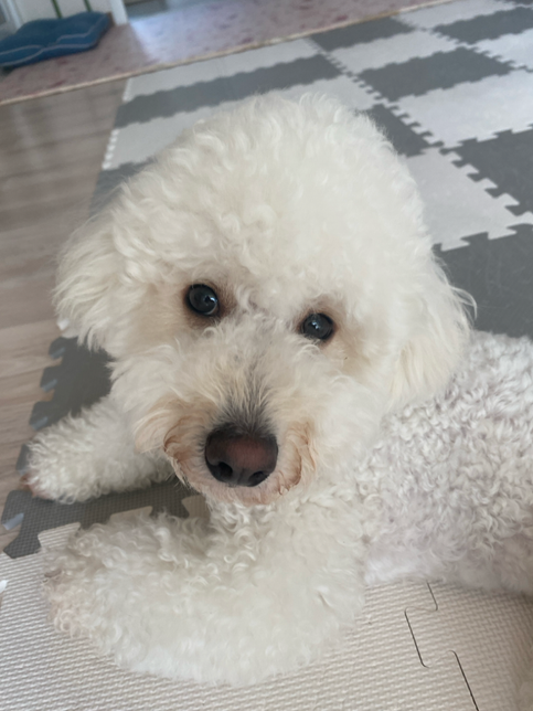 강아지 코 색깔이 바꼈어요 .의 1번 째 이미지