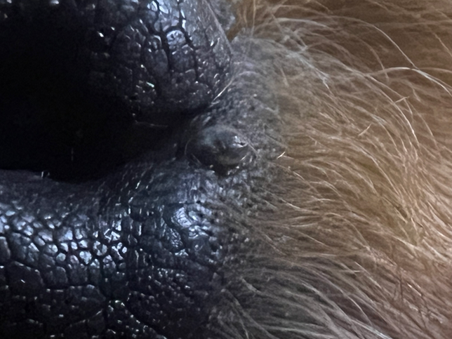 강아지 코 옆에 이게 뭔가요?의 1번 째 이미지