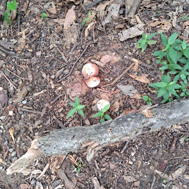 등산을 하다가 발견한 버섯이 독버섯인지 궁금합니다!의 0번 째 이미지