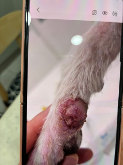 말티즈 발톱빠짐 염증 관련 질문입니다의 0번 째 이미지