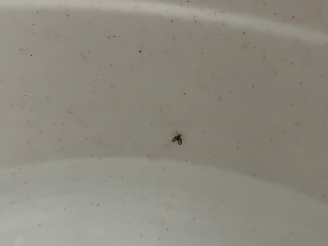 집 베란다에 사진과 같은 벌레가 자꾸 나오는데 어떤벨레인가요?의 2번 째 이미지