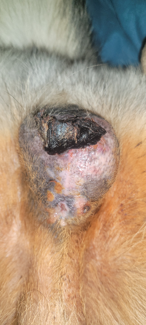 중성화 수술후 음낭이 빵빵합니다.의 0번 째 이미지