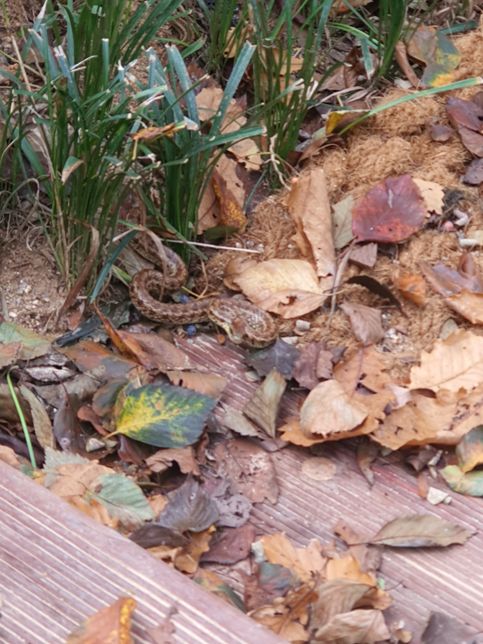 뱀종류가 궁굼합니다 뒷산에서 오늘 발견했어요의 0번 째 이미지