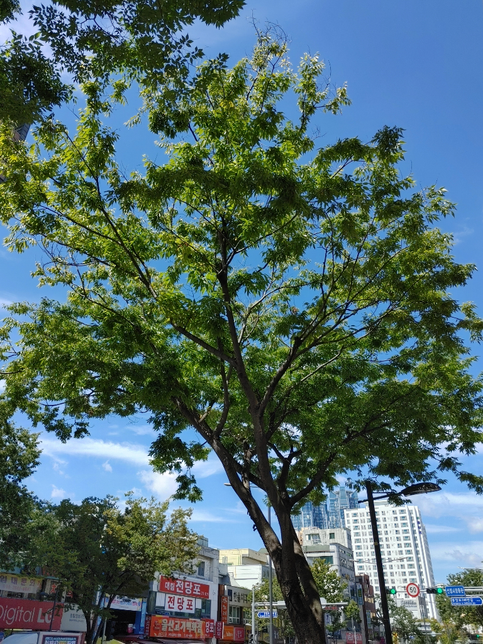 우리나라에서는 풀과 나뭇잎의 초록색이나 제비꽃의 보라색을왜 파랗다고 표현하나요?의 0번 째 이미지