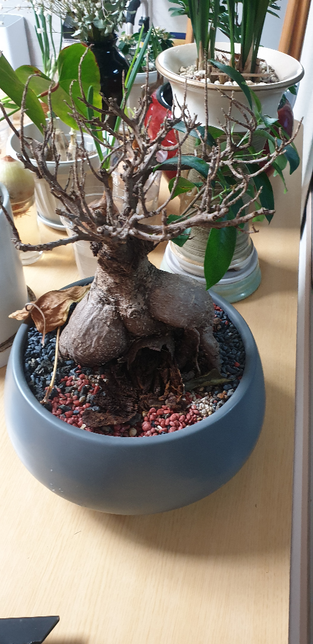 인삼벤자민입니다. 지금 상태가 어떤 상태일까요의 0번 째 이미지