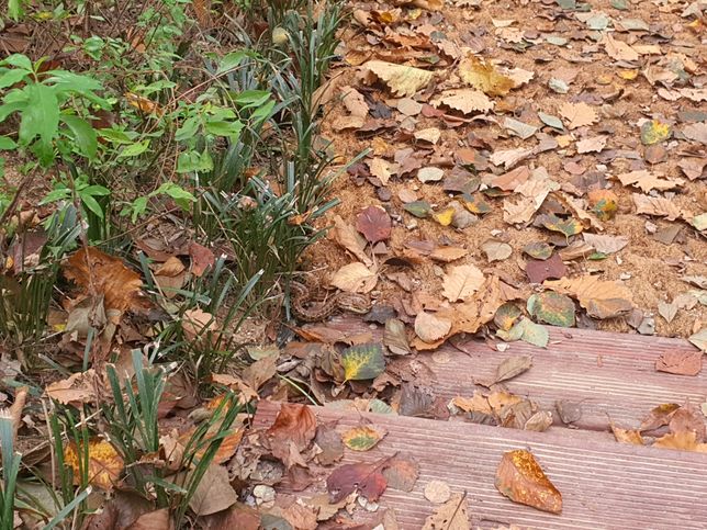 뱀종류가 궁굼합니다 뒷산에서 오늘 발견했어요의 1번 째 이미지