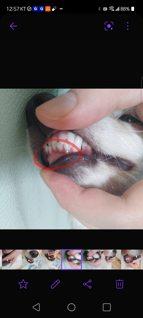 개 치아에 있는 앞니 시커먼 줄, 구강 내 시커먼 것들, 치아에 누런 것들의 정체의 2번 째 이미지