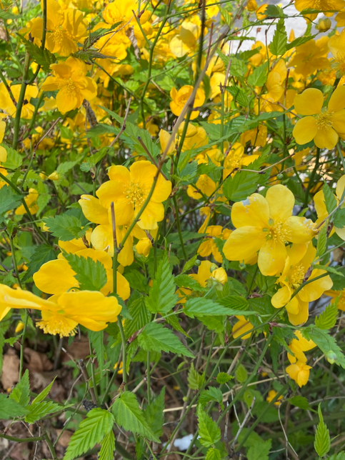 이 꽃 이름 아시는 분 계시나요?의 0번 째 이미지