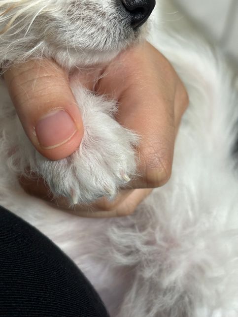 강아지 발톱길이.. 이정도 괜찮나요의 0번 째 이미지