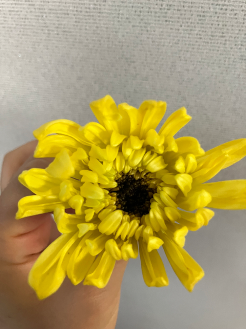 꽃 속이 이렇게 되는 건 왜 그러는건가요?의 0번 째 이미지