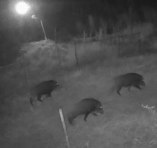 산에 멧돼지가 있는데 포수가 사냥을 거부합니다?의 0번 째 이미지