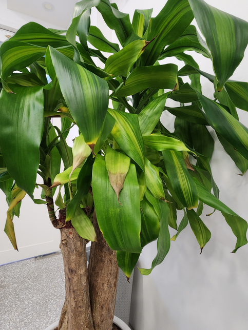 화분 식물 어떻게 키워야되나요?의 1번 째 이미지