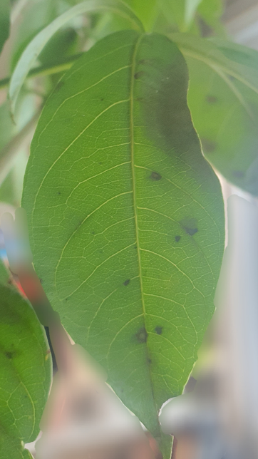 밖에서 키우다가 실내에서 키우는 식물 잎이 이렇게 되는 이유가 뭘까요?의 0번 째 이미지