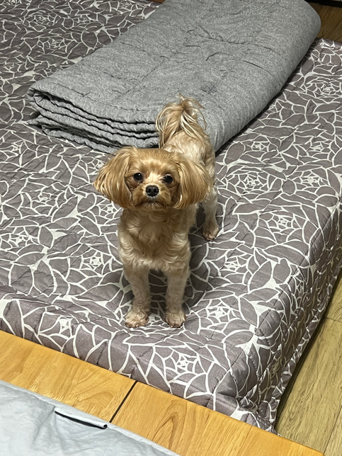 이강아지 종이뭔가요? 요크셔인가요? 말티즈인가요?의 1번 째 이미지