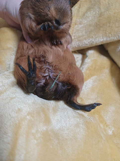 기니피그 심한 설사가 나와요(심각해요)의 0번 째 이미지