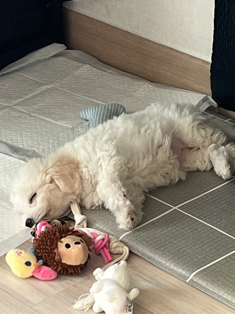 저희집 강아지 너무 귀여운데 한번만 보고가세용의 0번 째 이미지