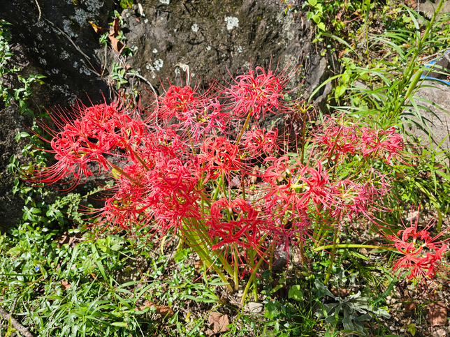 이 꽃의 이름은 무엇인가요??의 0번 째 이미지