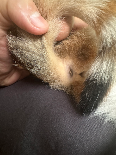 <mark>엉덩이</mark> <mark>윗부분</mark>에 종양같은게 있어요의 0번 째 이미지
