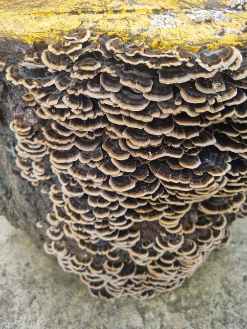 나무의자에 버섯이 자랐는데 이게 무슨 버섯일까요?의 0번 째 이미지